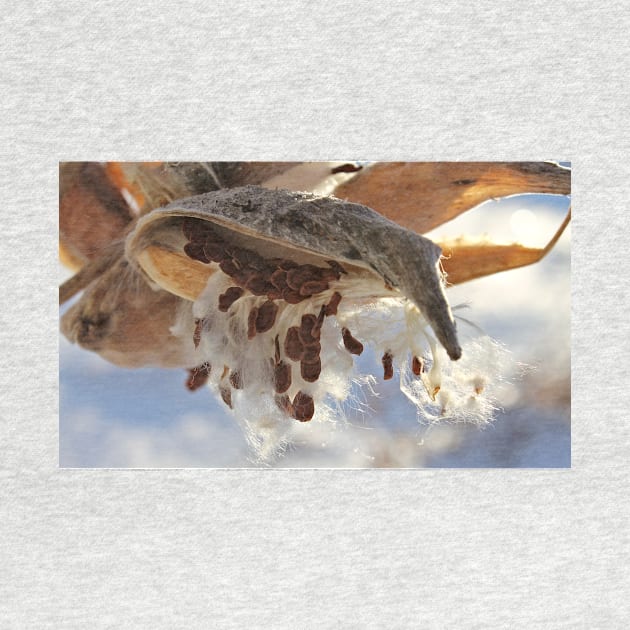 Milkweed Seed Pods in Winter by photoclique